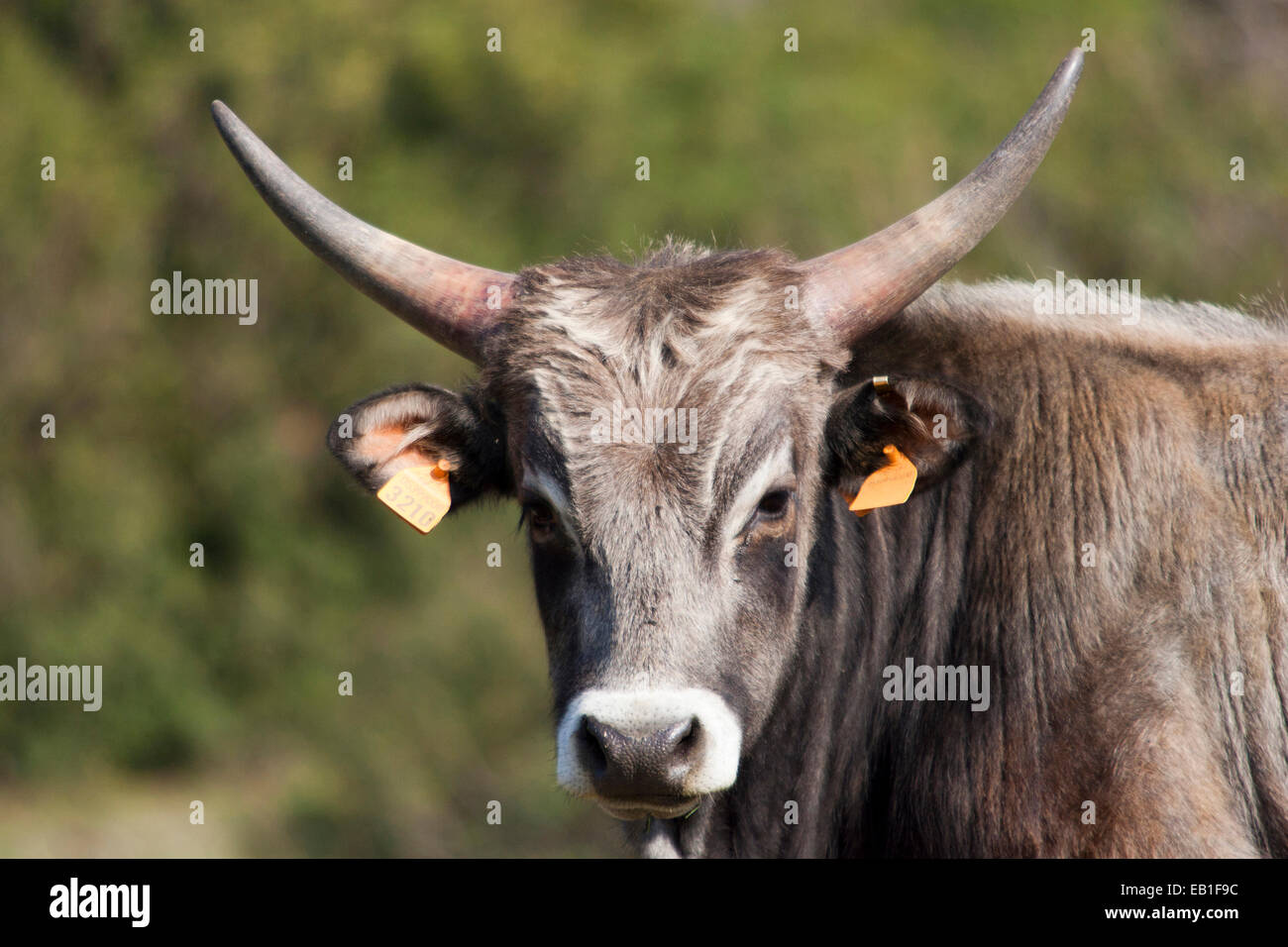 Maremma vacche, parco dell' Uccellina, alberese, provincia di Grosseto e la Maremma, Toscana, Italia, Europa Foto Stock