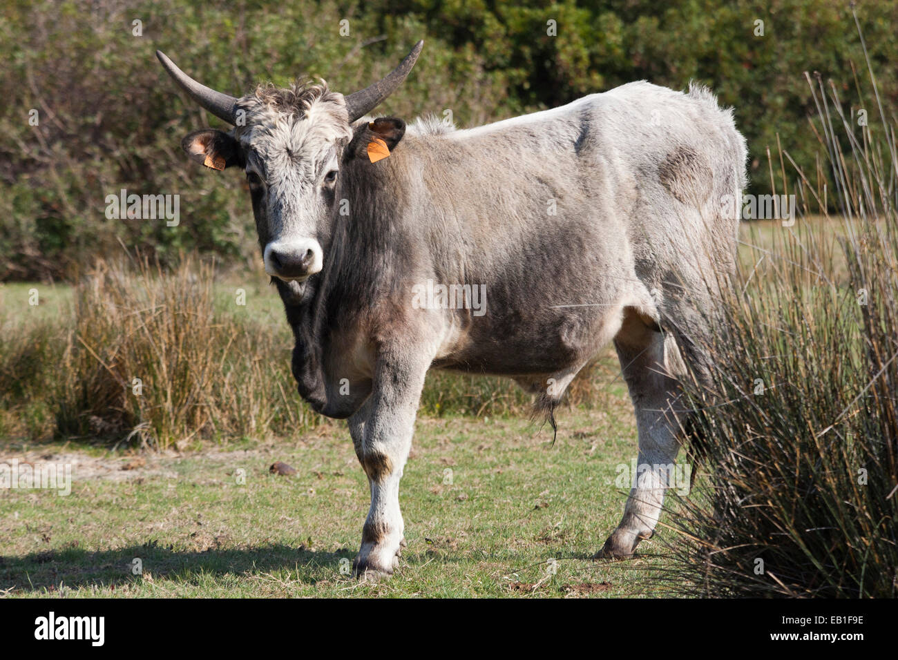 Maremma vacche, parco dell' Uccellina, alberese, provincia di Grosseto e la Maremma, Toscana, Italia, Europa Foto Stock