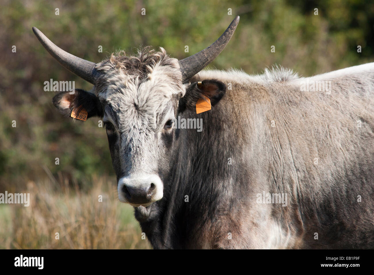 Maremma vacche, parco dell' Uccellina, alberese, provincia di Grosseto e la Maremma, Toscana, Italia, Europa Foto Stock