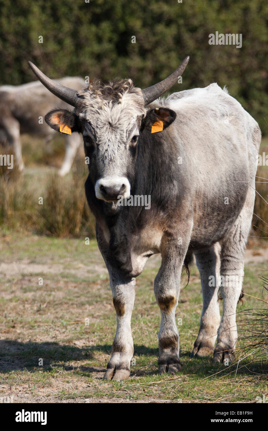 Maremma vacche, parco dell' Uccellina, alberese, provincia di Grosseto e la Maremma, Toscana, Italia, Europa Foto Stock