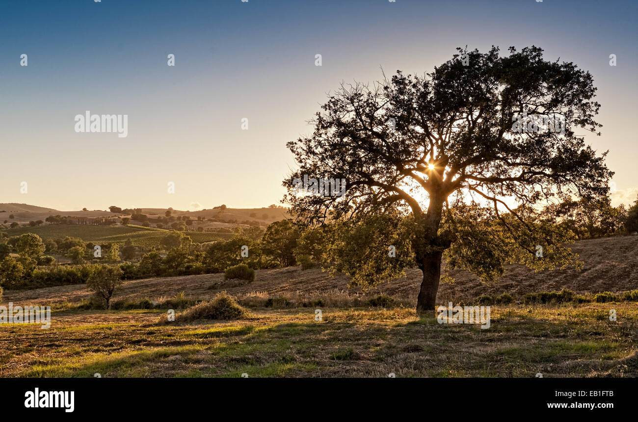 Tipico paesaggio toscano nei pressi di Montiano. Foto Stock