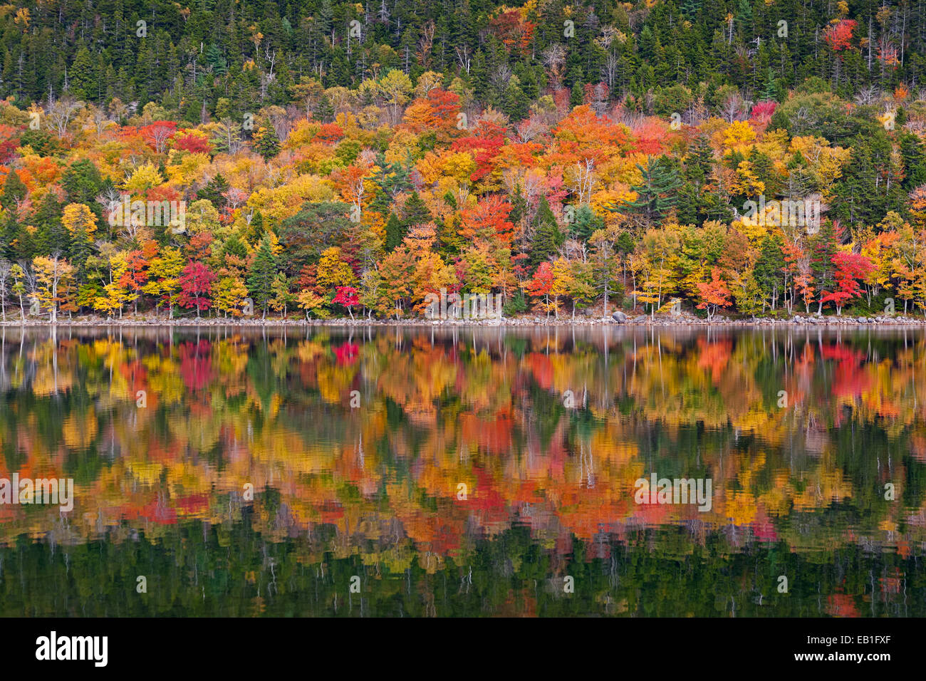 Il fogliame di autunno a Jordan Pond nel Parco Nazionale di Acadia, isola di Mount Desert, Maine Foto Stock