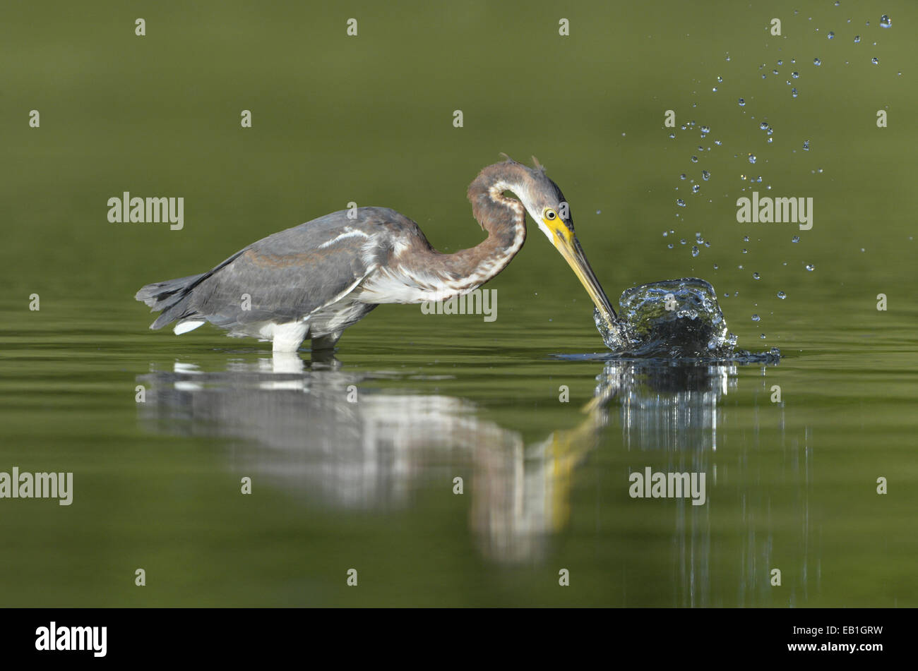 Airone tricolore - Egretta tricolore Foto Stock
