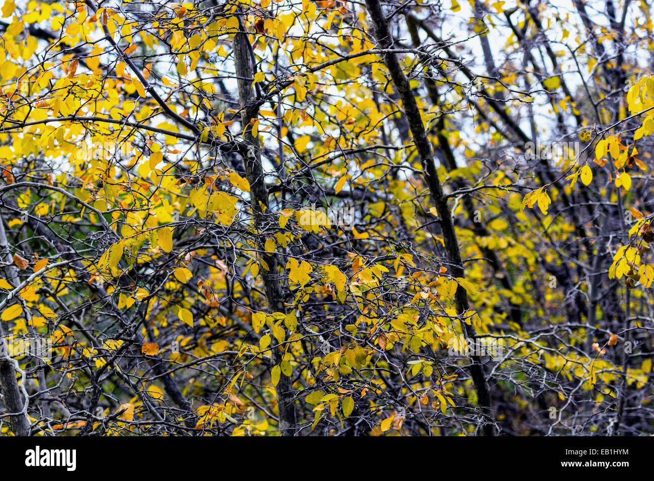 Vista autunnale del Krizevac (Cross) montagna a Medjugorje in Bosnia ed Erzegovina: marroncina alberi, erbe infestanti verdi, arancio e foglie di giallo Foto Stock