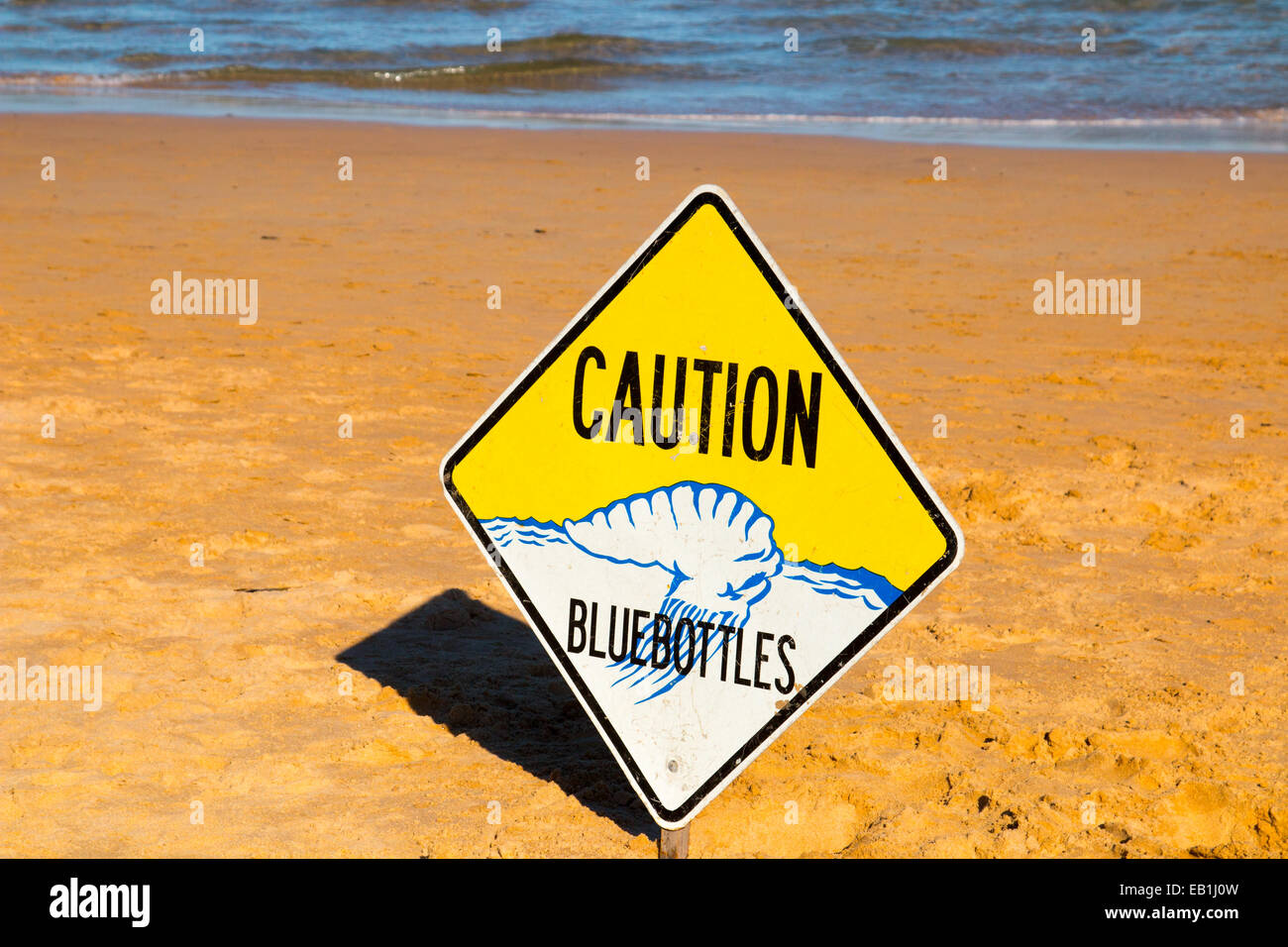 Uomo portoghese o' War Physalia physalis bluebottles segno di avvertimento sulla spiaggia di acqua dolce,Sydney , Australia Foto Stock