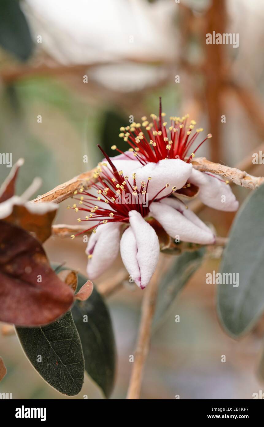 Ananas guava (acca sellowiana 'mammoth') Foto Stock