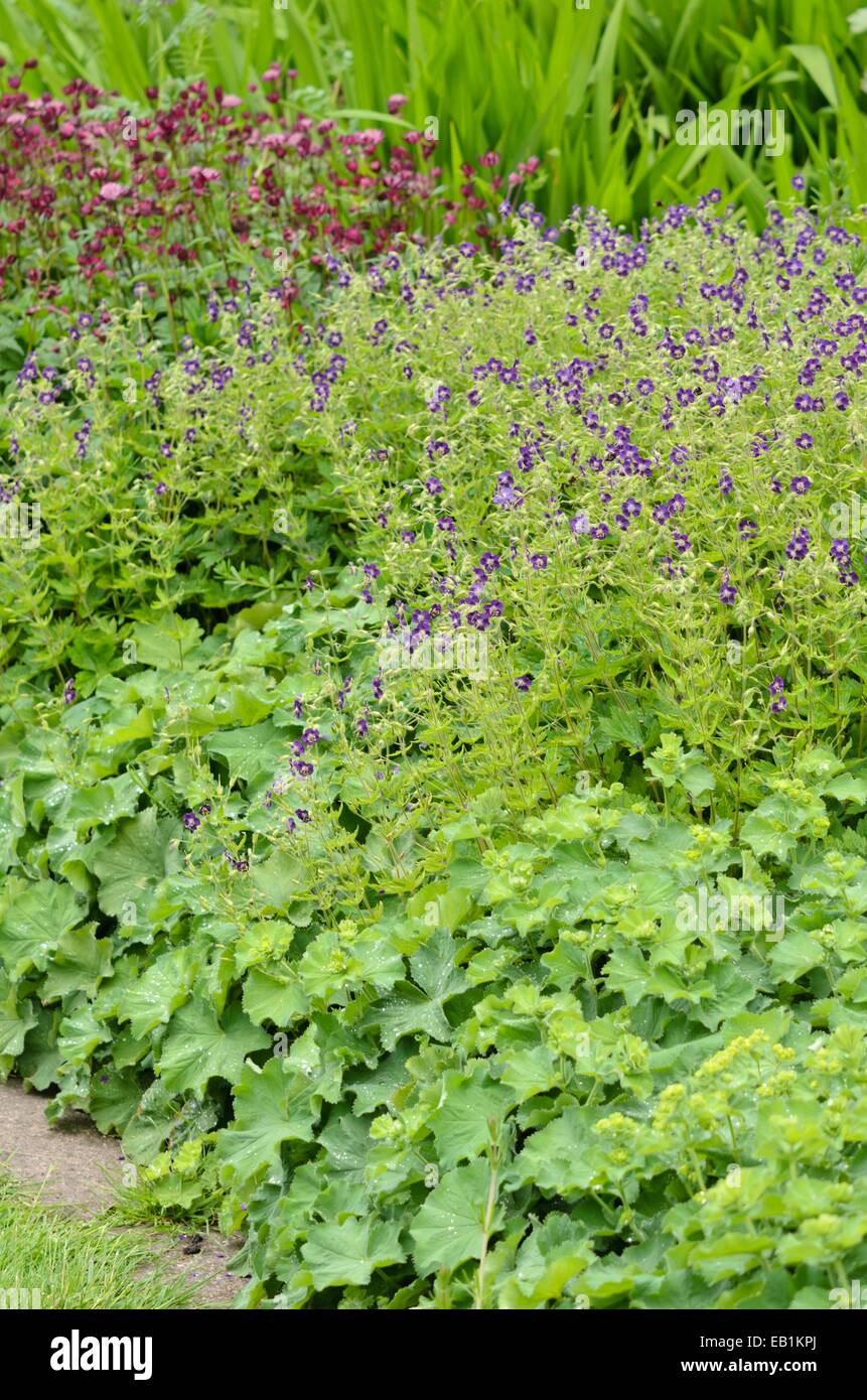 Dusky cranesbill (geranio phaeum) e lady del mantello (alchemilla) Foto Stock