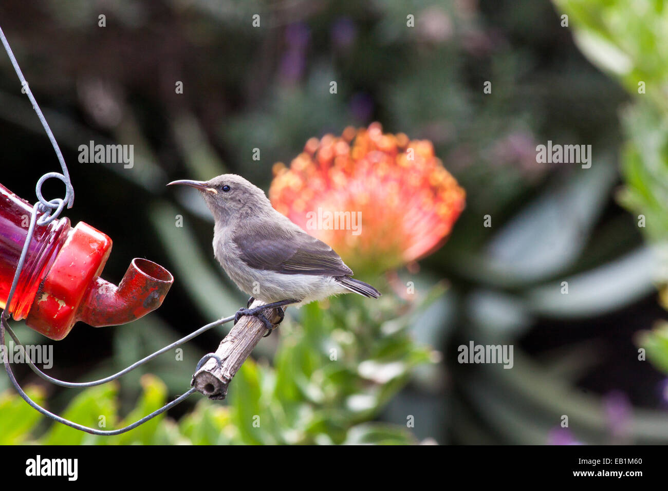 Minor Double-Collared Sunbird (Cinnyris Chalybeus) capretti, eventualmente una femmina Foto Stock
