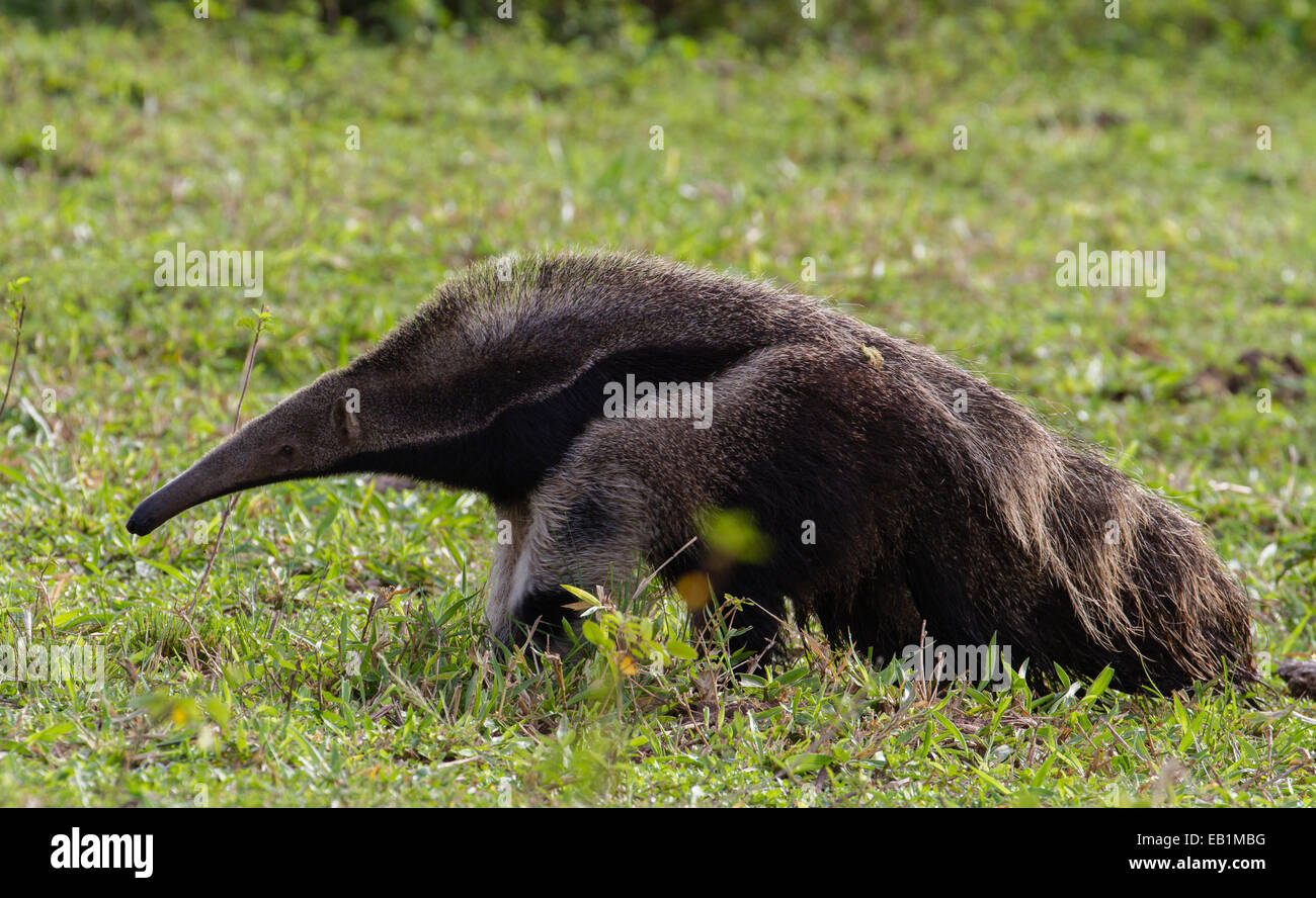Giant Anteater (Myrmecophaga tridactyla), la ricerca di formiche e termiti nel Pantanal, Mato Grosso do Sul, Brasile Foto Stock