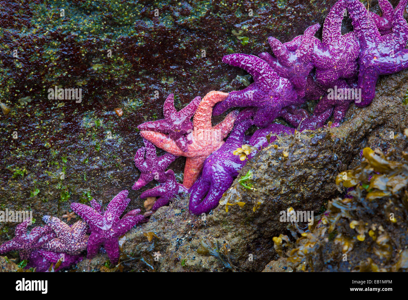 Viola e rosa starfish (Pisaster ochraceus) sulla roccia a bassa marea in Sechelt,British Columbia, Canada Foto Stock