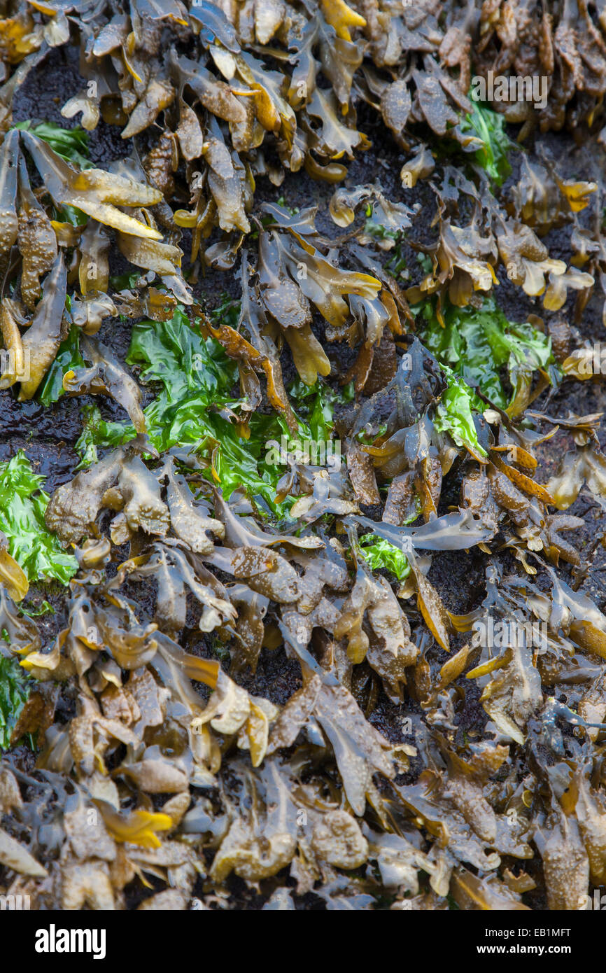 Verde e alghe brune su una roccia con la bassa marea. Foto Stock