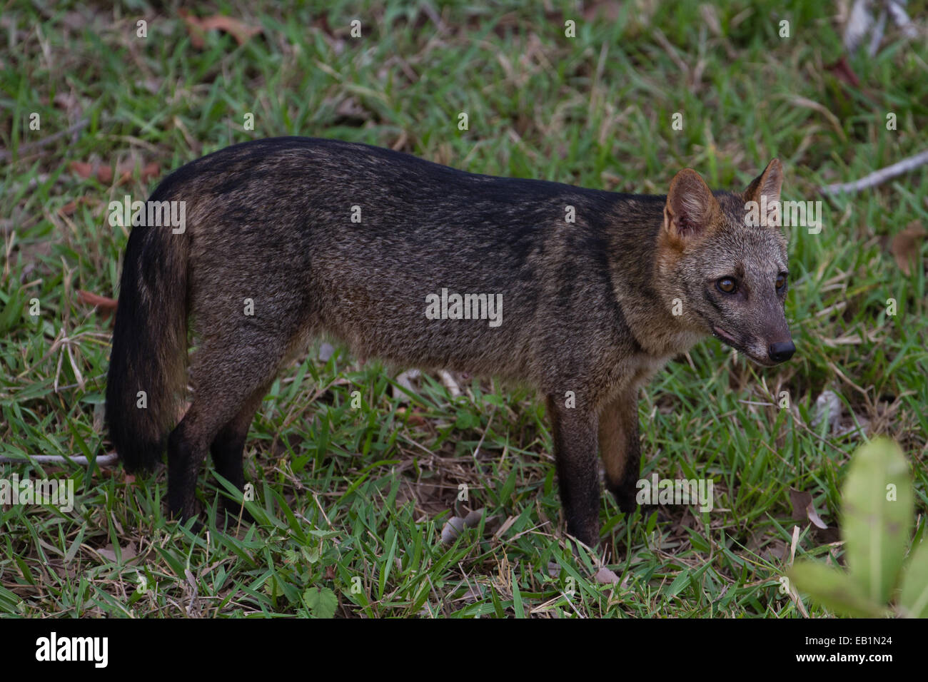 Granchio di mare mangiare Fox (thous Cerdocyon), Pantanal, Brasile Foto Stock