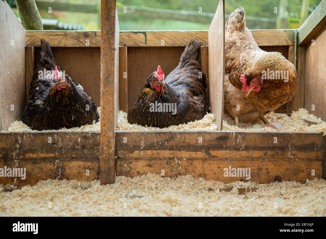 Tre free range galline seduta sulle uova. Foto Stock