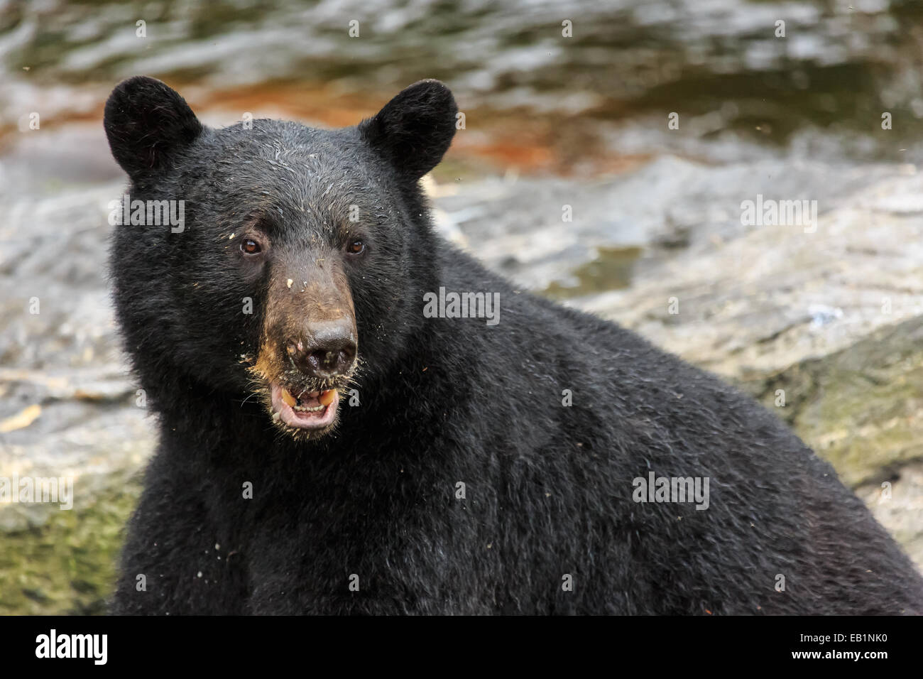 Ketchikan, Alaska Foto Stock