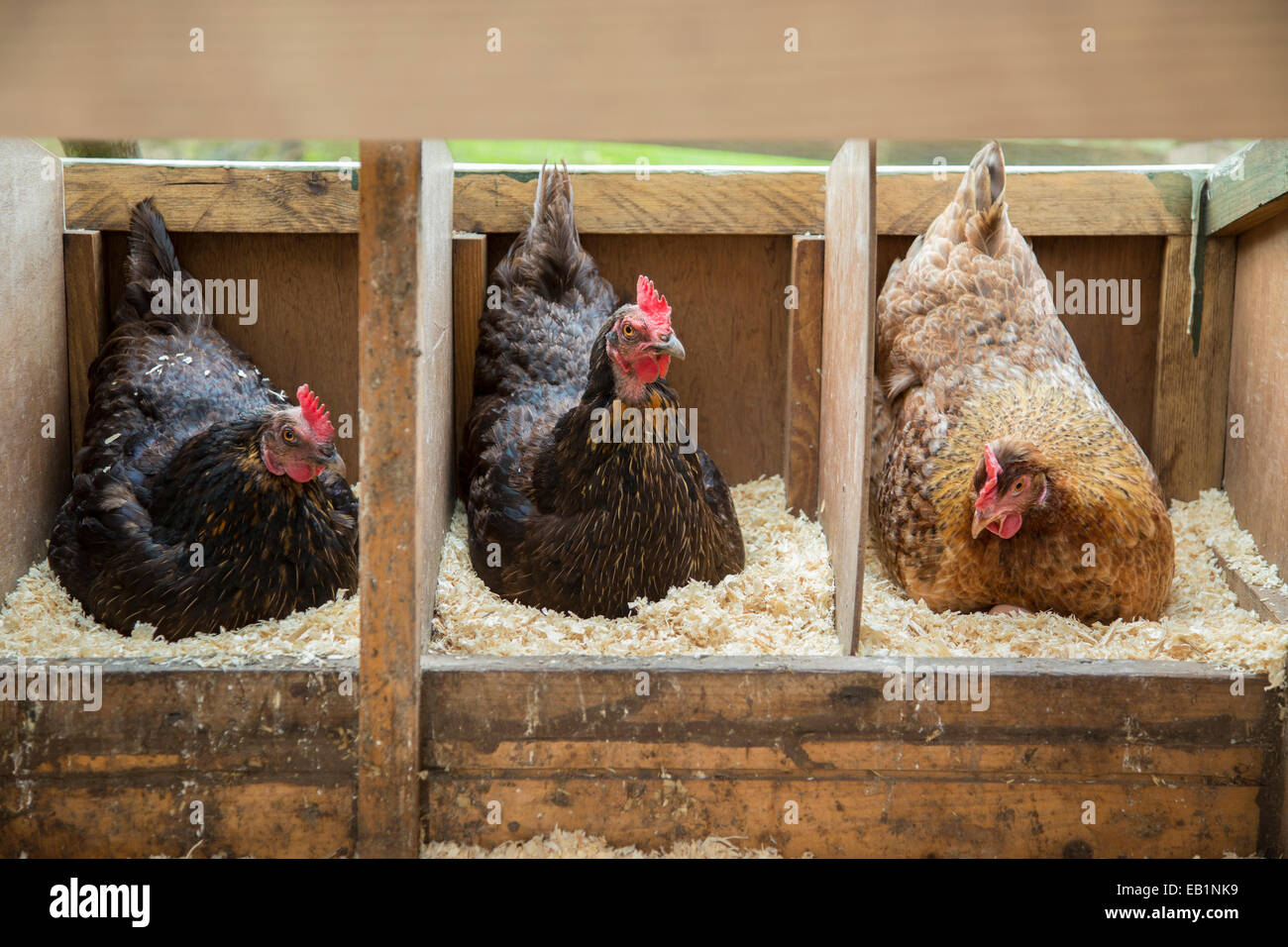 Tre free range galline seduta sulle uova. Foto Stock