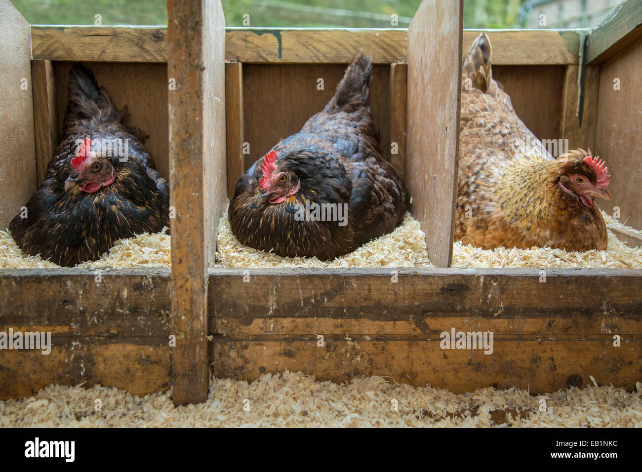 Tre free range galline seduta sulle uova. Foto Stock