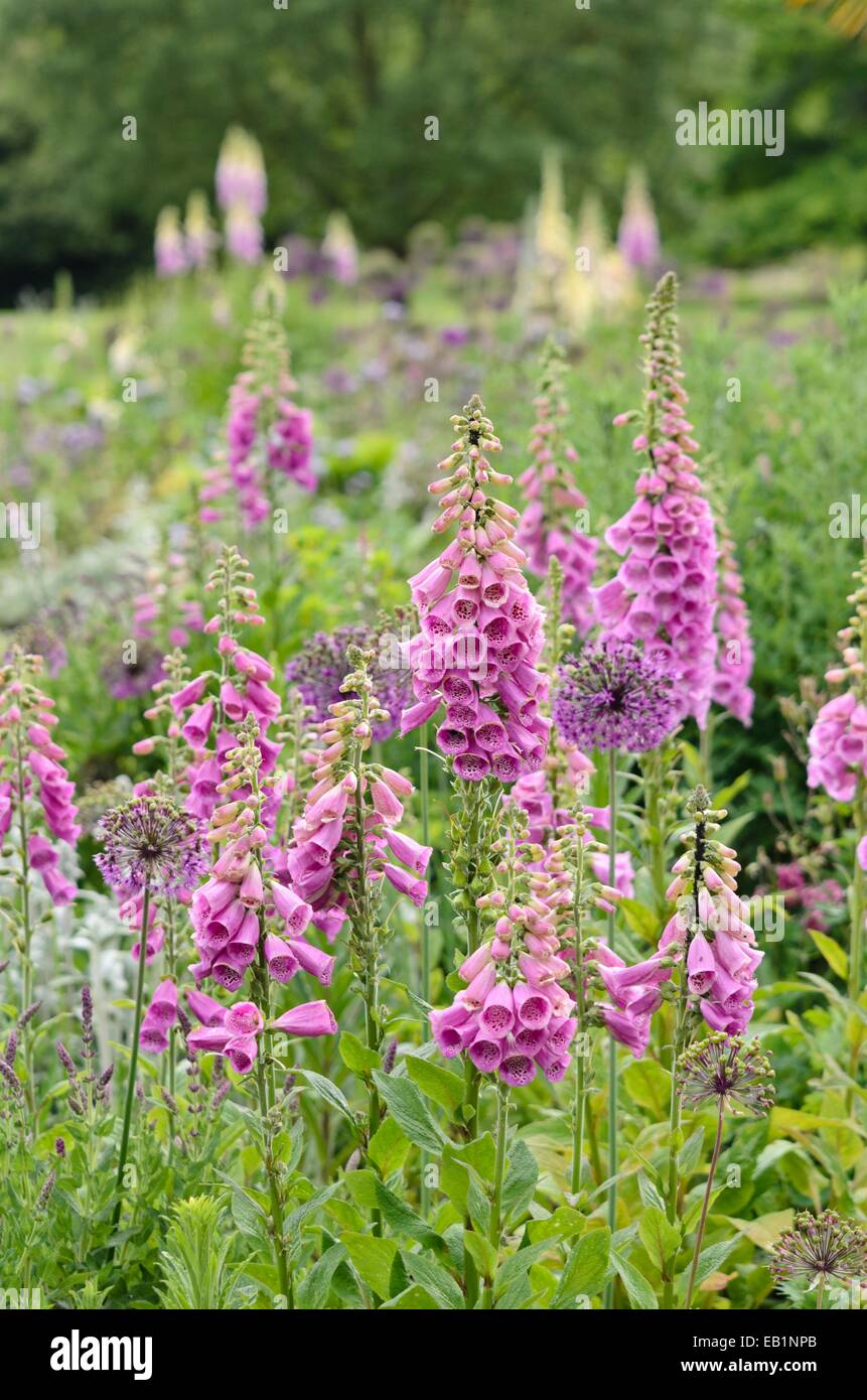 Foxglove comune (Digitalis purpurea) e cipolla ornamentali (allium) Foto Stock
