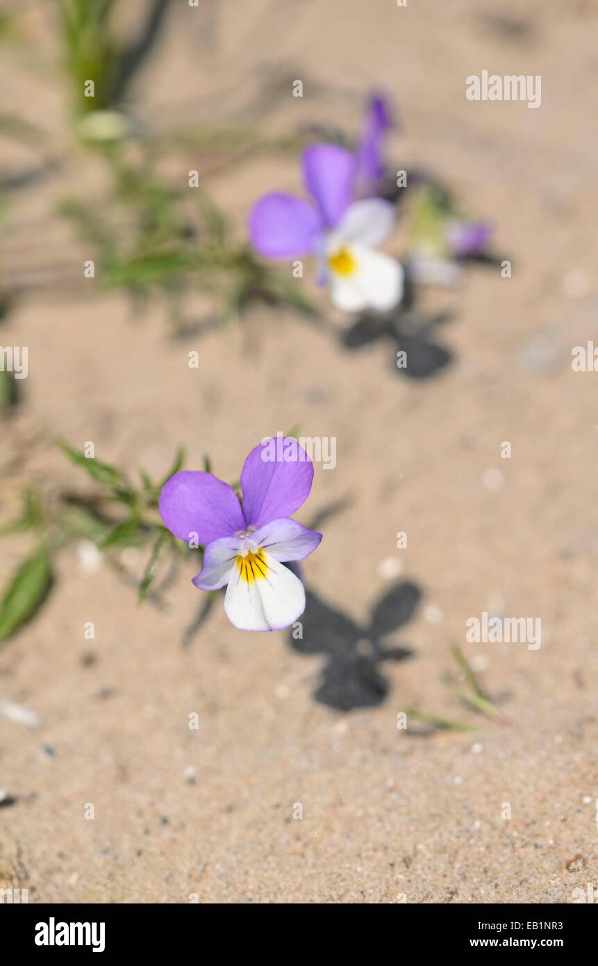 Dune pansy (Viola tricolore subsp. Curtisii) Foto Stock