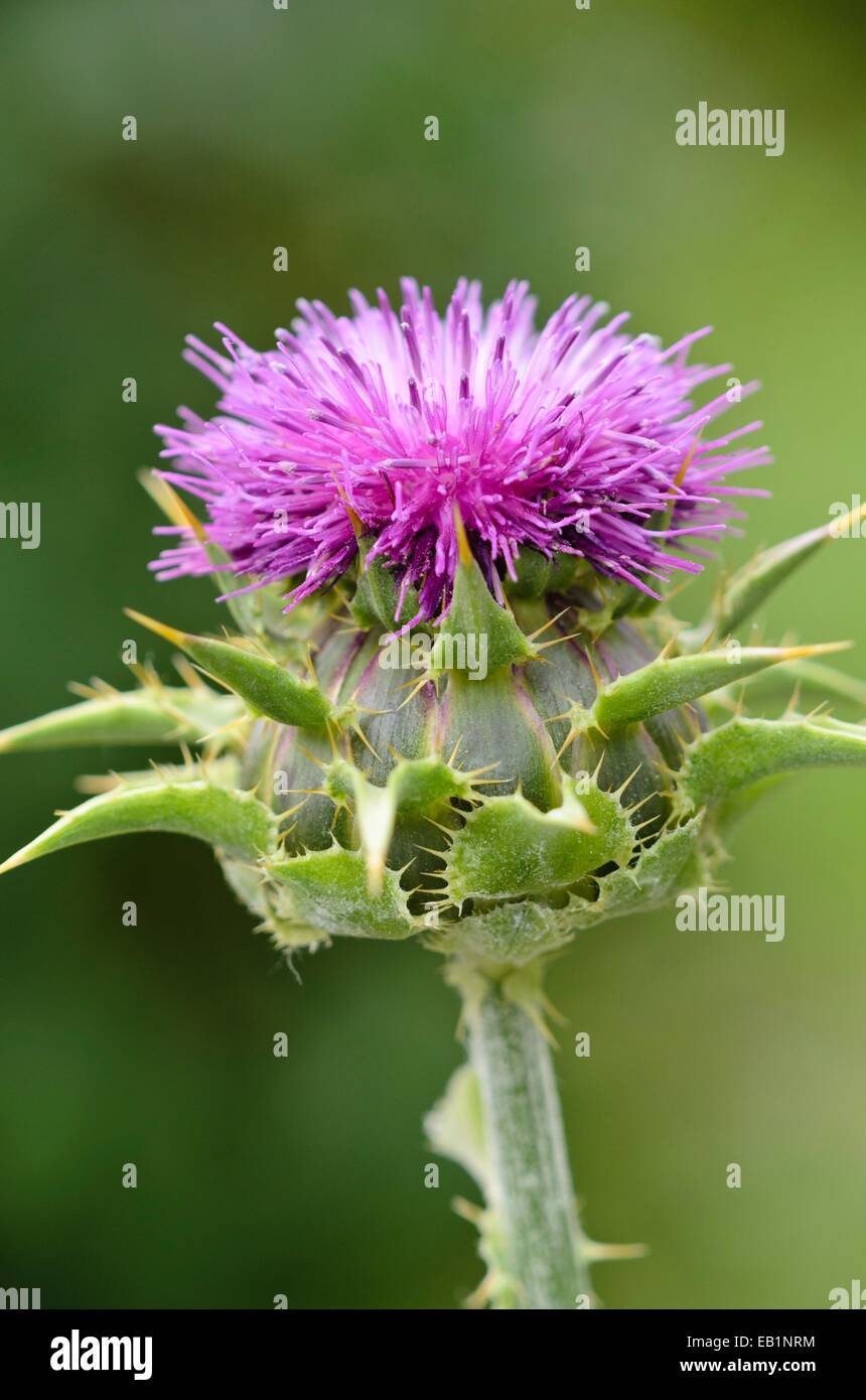Beata cardo (silybium marianum) Foto Stock
