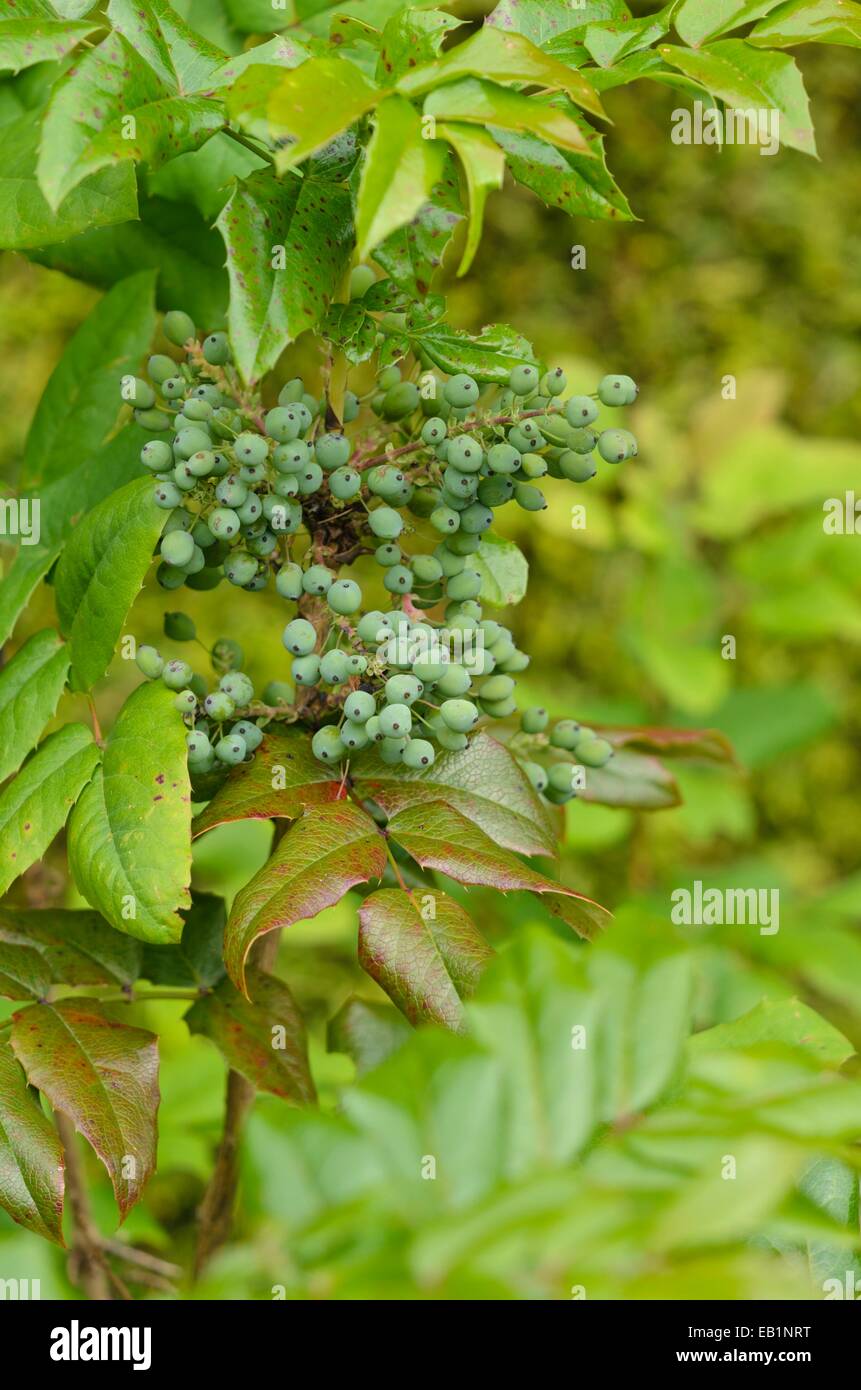 Oregon uva (Mahonia aquifolium) Foto Stock