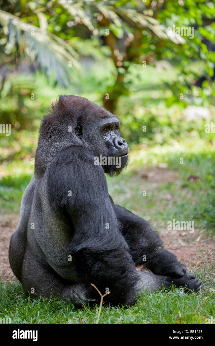 Western gorilla (Gorilla gorilla). Foto Stock