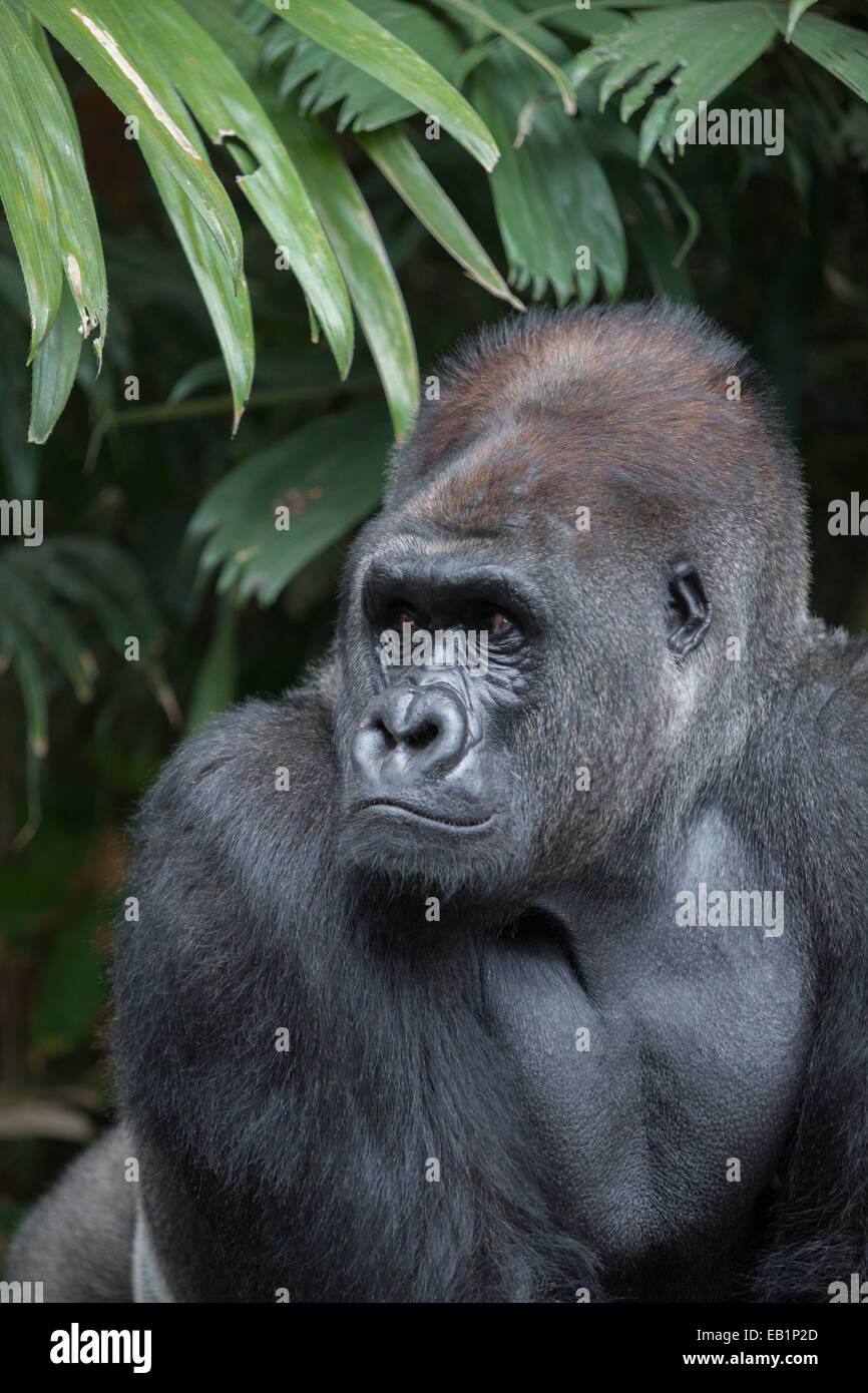 Ritratto di un captive occidentale (gorilla gorilla gorilla). Foto Stock