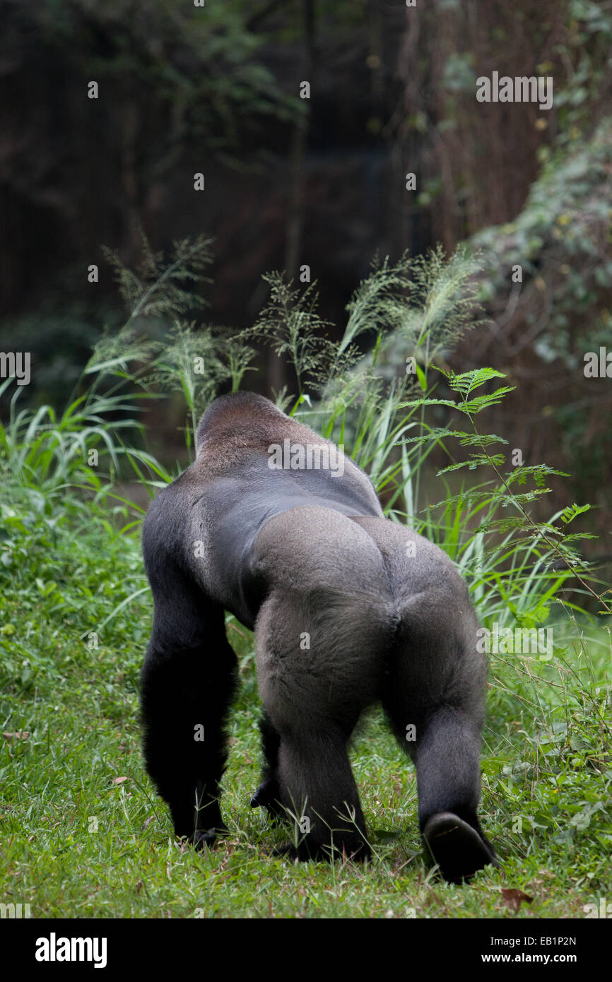 Western gorilla (Gorilla gorilla). Foto Stock