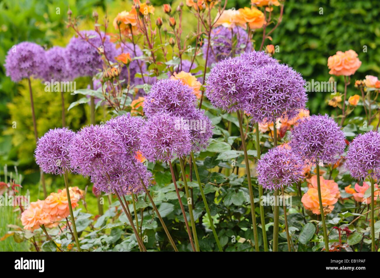 Cipolle ornamentali (allium) e le rose (rosa) Foto Stock