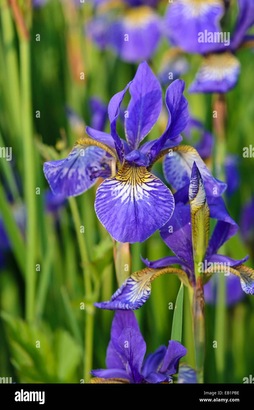 Siberian iris (iris sibirica 'goldkind') Foto Stock