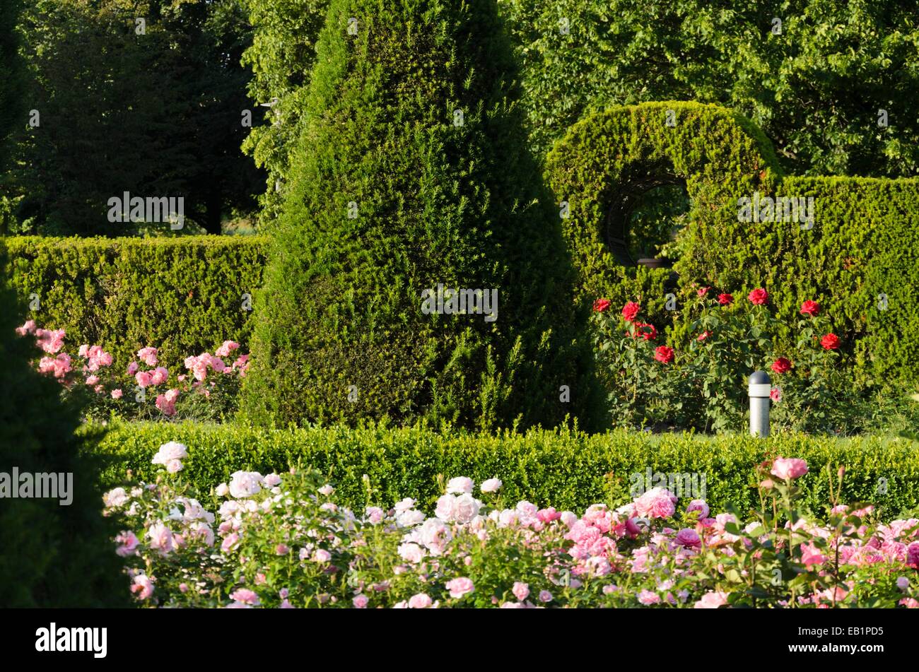 Common yew (Taxus baccata) e le rose (rosa), britzer garten, Berlino, Germania Foto Stock