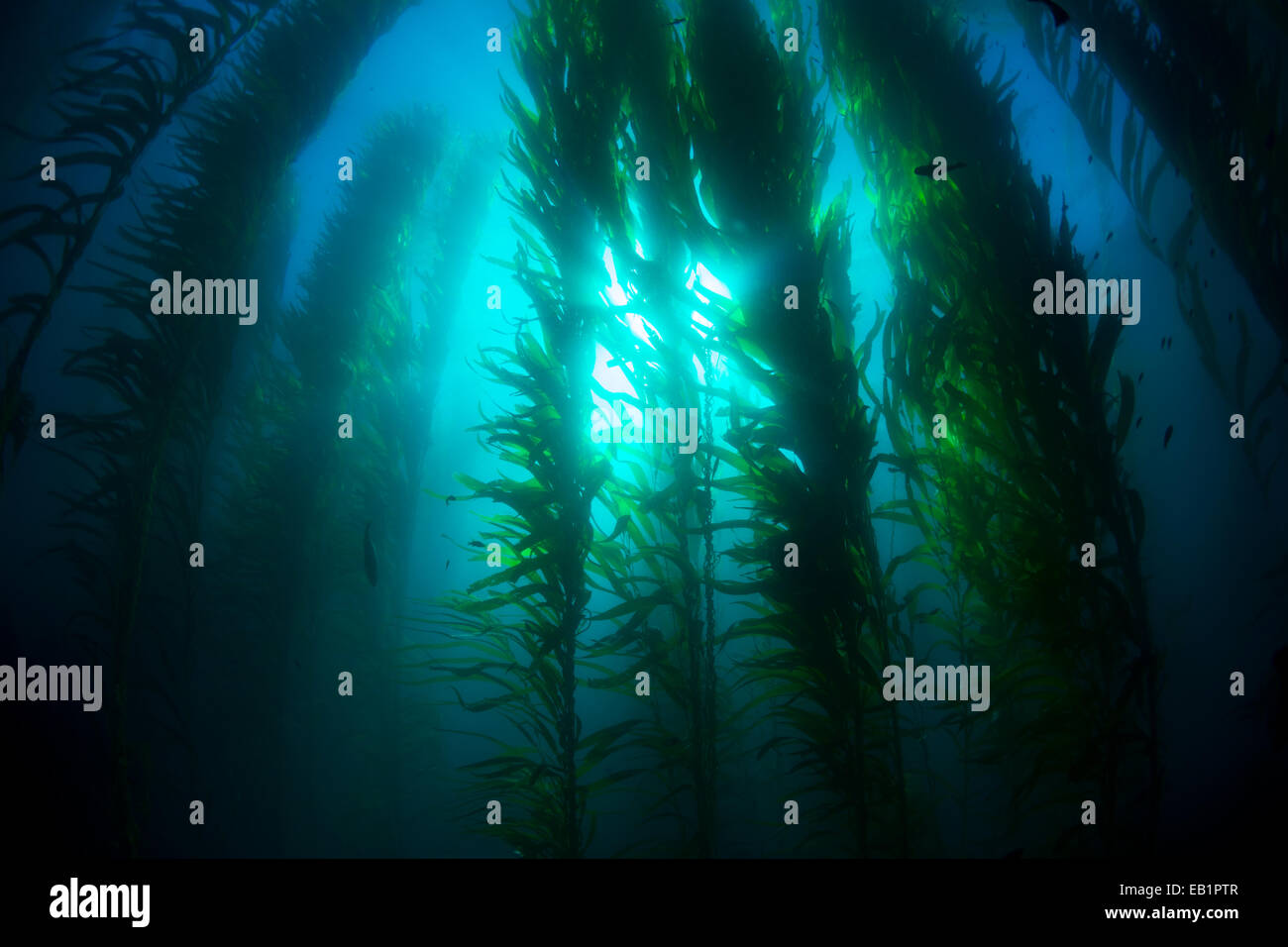 Splendidi fondali kelp forest in acqua chiara mostra i raggi del sole penetrano il gigante piante. Foto Stock