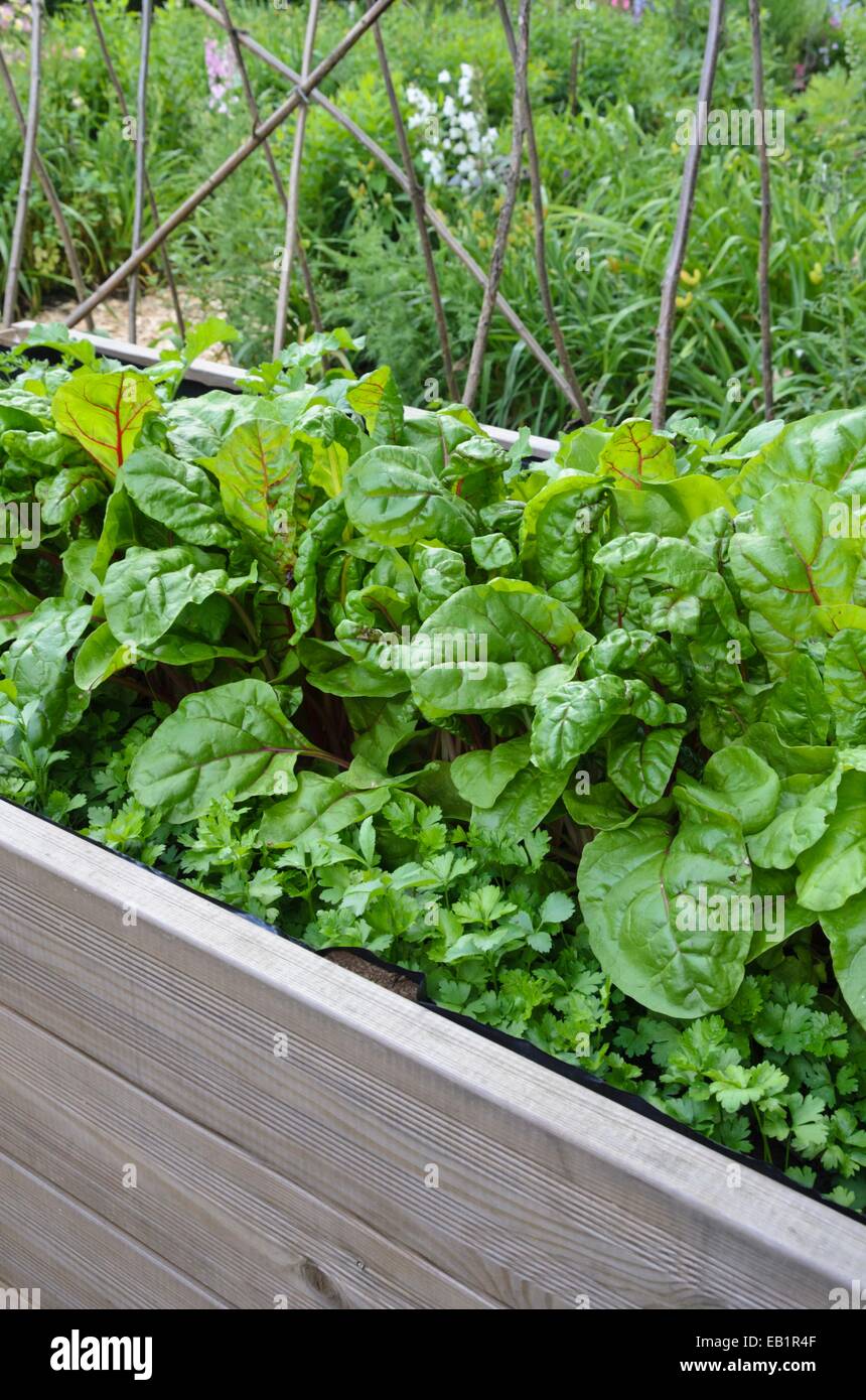 Mangold (Beta vulgaris var. Cicla) in un letto rialzato Foto Stock