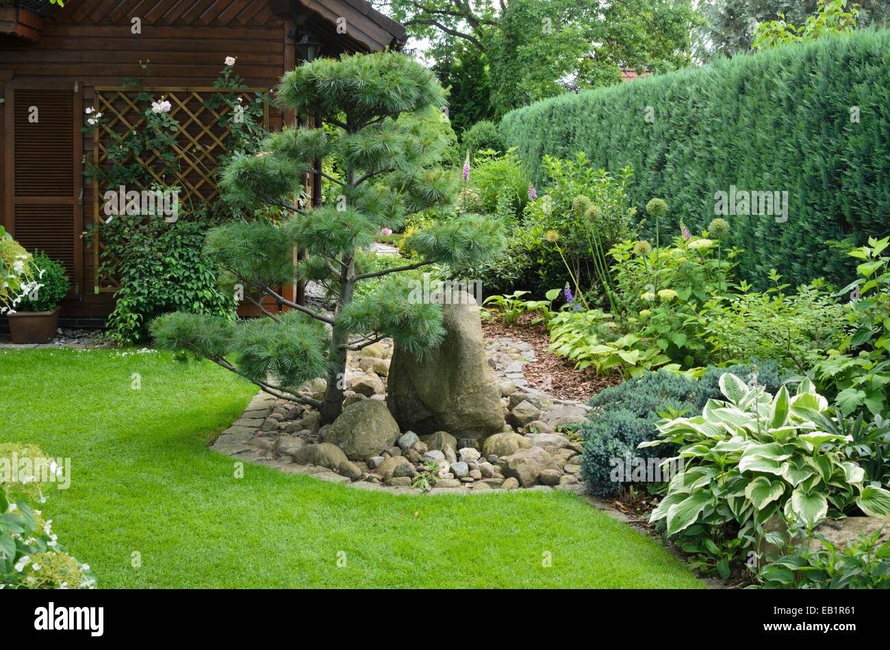 Pino (Pinus). design: marianne e detlef lüdke Foto Stock