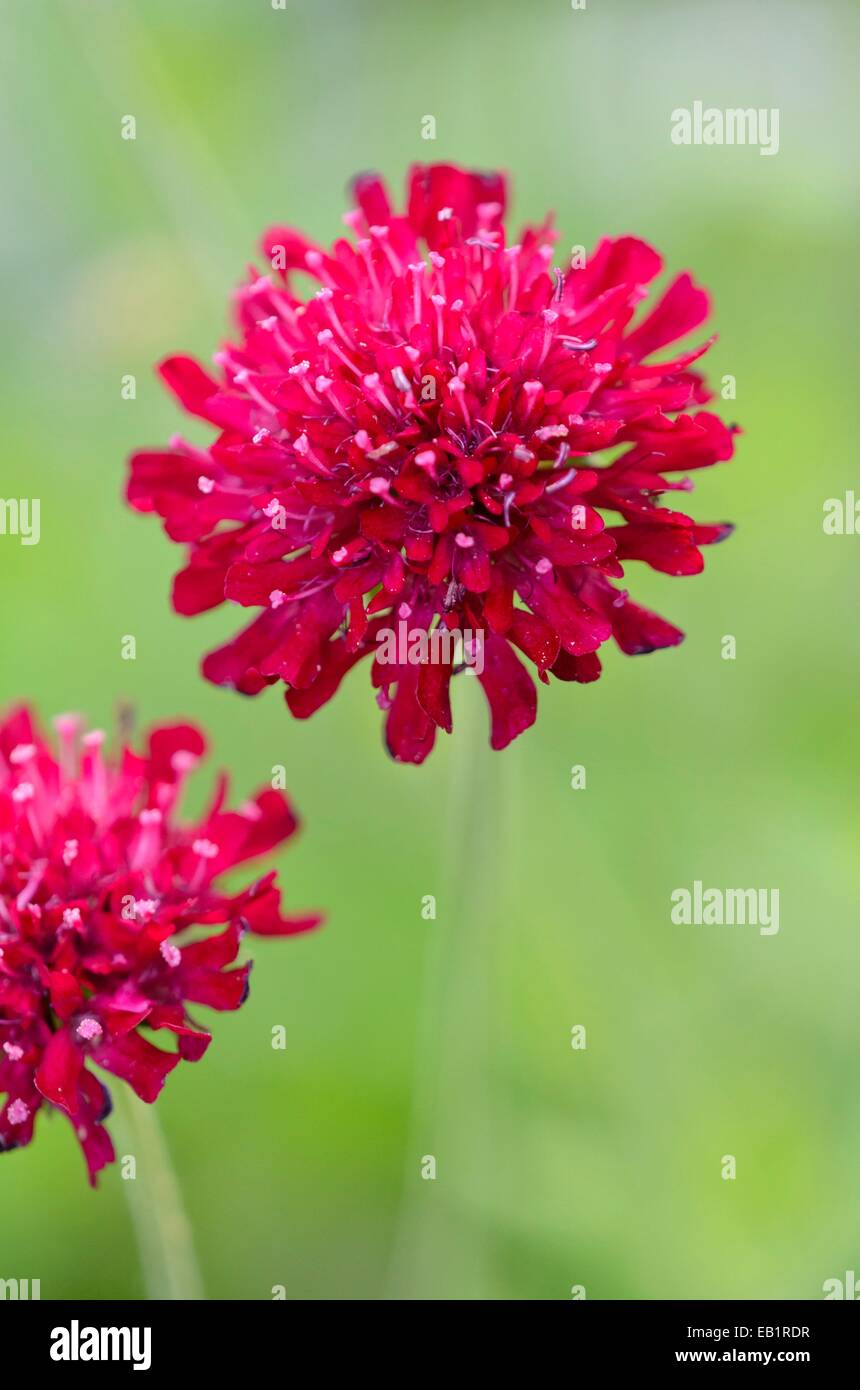 Vedova macedone fiore (knautia macedonica 'mars midget") Foto Stock