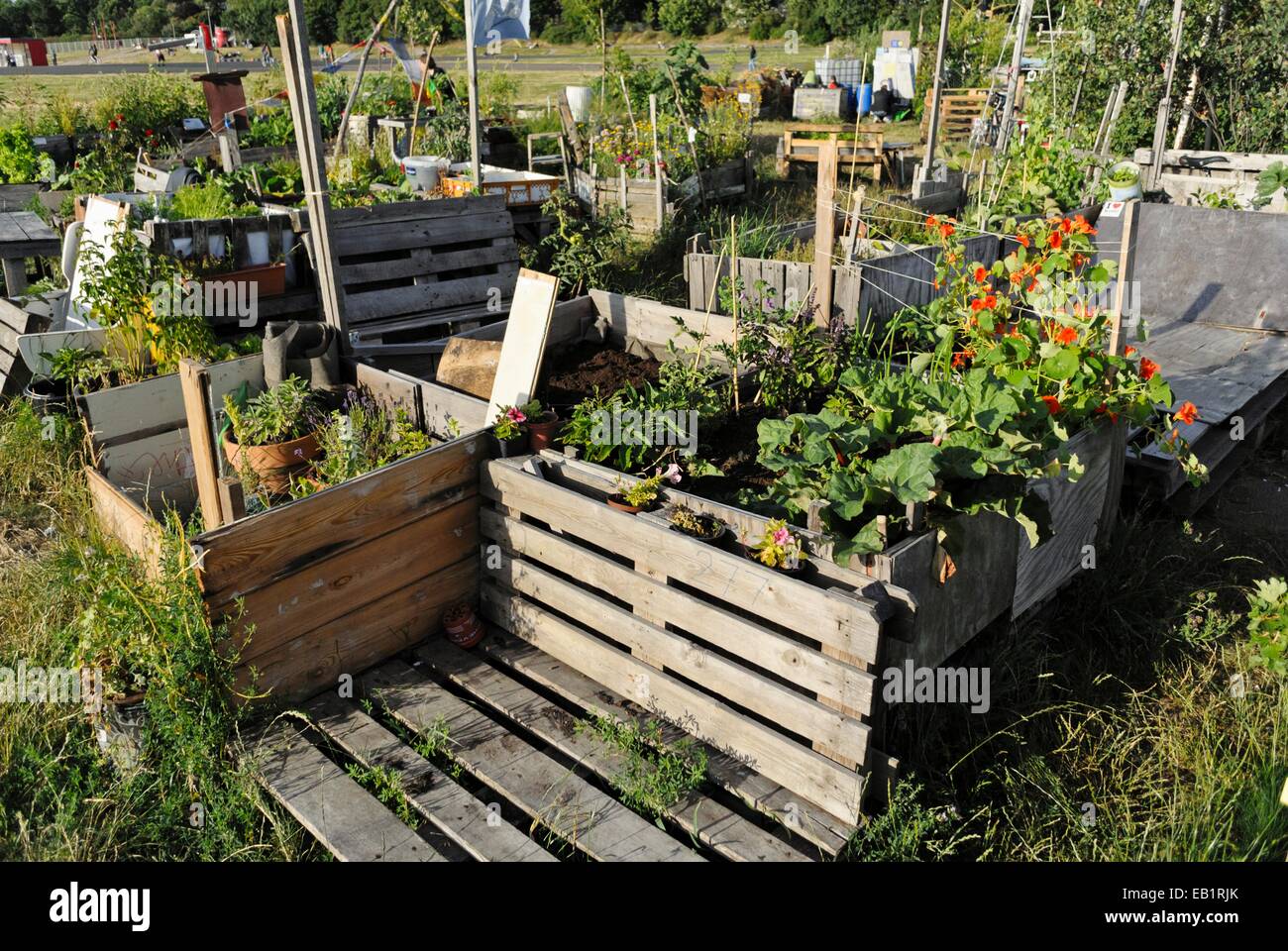 Sollevate i letti in una comunità giardino, tempelhofer freiheit, Berlino, Germania Foto Stock