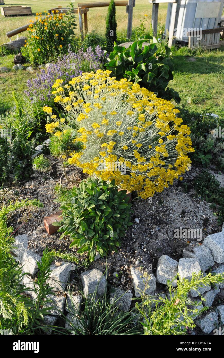 Impianto di curry (Helichrysum italicum) Foto Stock