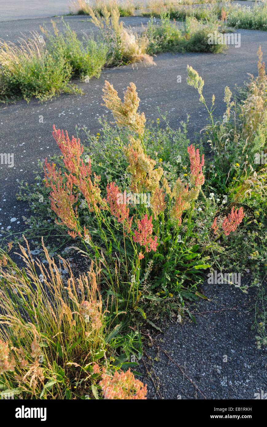 Sour dock (Rumex acetosa) Foto Stock
