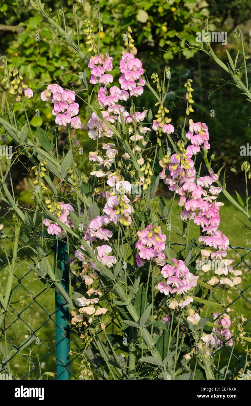 Pisello dolce (Lathyrus odoratus) in corrispondenza di una recinzione da giardino Foto Stock