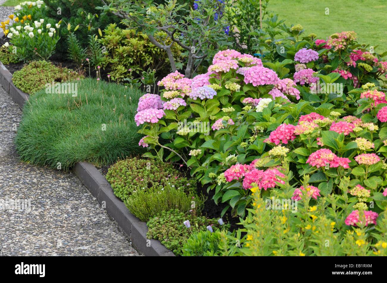 Big-lasciava ortensia (Hydrangea macrophylla) Foto Stock