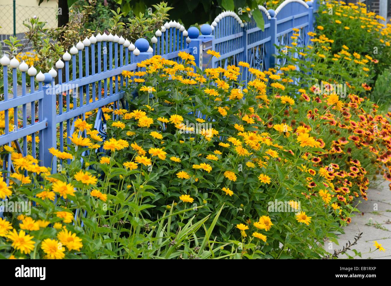 Falso Il Girasole (heliopsis helianthoides) e coperta di grande fiore (gaillardia aristata) in corrispondenza di un blu Recinzione da giardino Foto Stock