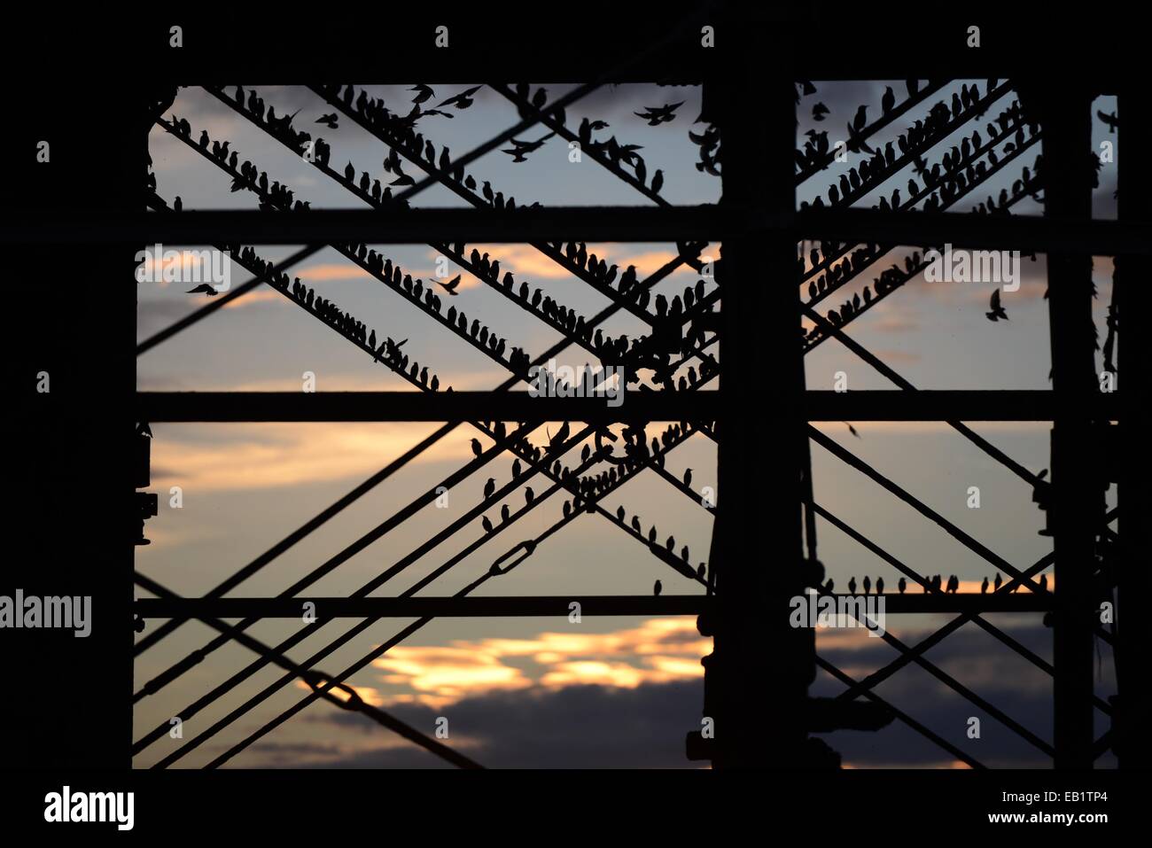 Aberystwyth, Wales, Regno Unito. 24 Novembre, 2014. Decine di migliaia di storni in volo al tramonto di posatoio per la notte della ghisa gambe di Aberystwyth Pier. Il display serale denominata "urmuration' attira gli amanti del birdwatching e fotografi provenienti da tutto il paese. Starling numeri sono in declino in tutto il Regno Unito e gli uccelli sono sul RSPB rossa dell' elenco delle specie in via di estinzione. Credito: keith morris/Alamy Live News Foto Stock