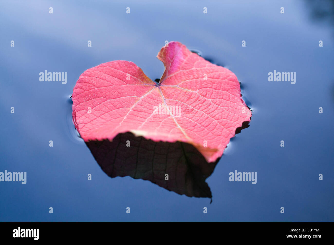 Foglie di autunno di Crimson vite gloria fluttuante nel laghetto in giardino - Vitis coignetiae Foto Stock