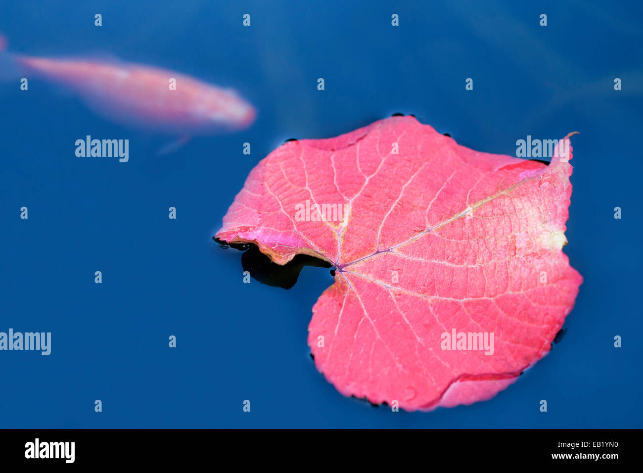 Foglie di autunno di Crimson vite gloria fluttuante nel laghetto in giardino con carpa dorata - Vitis coignetiae Foto Stock