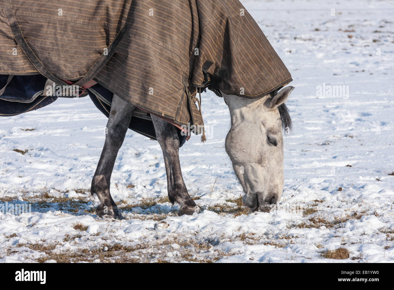 Cavallo con coperta il pascolo in un pascolo innevato Foto Stock