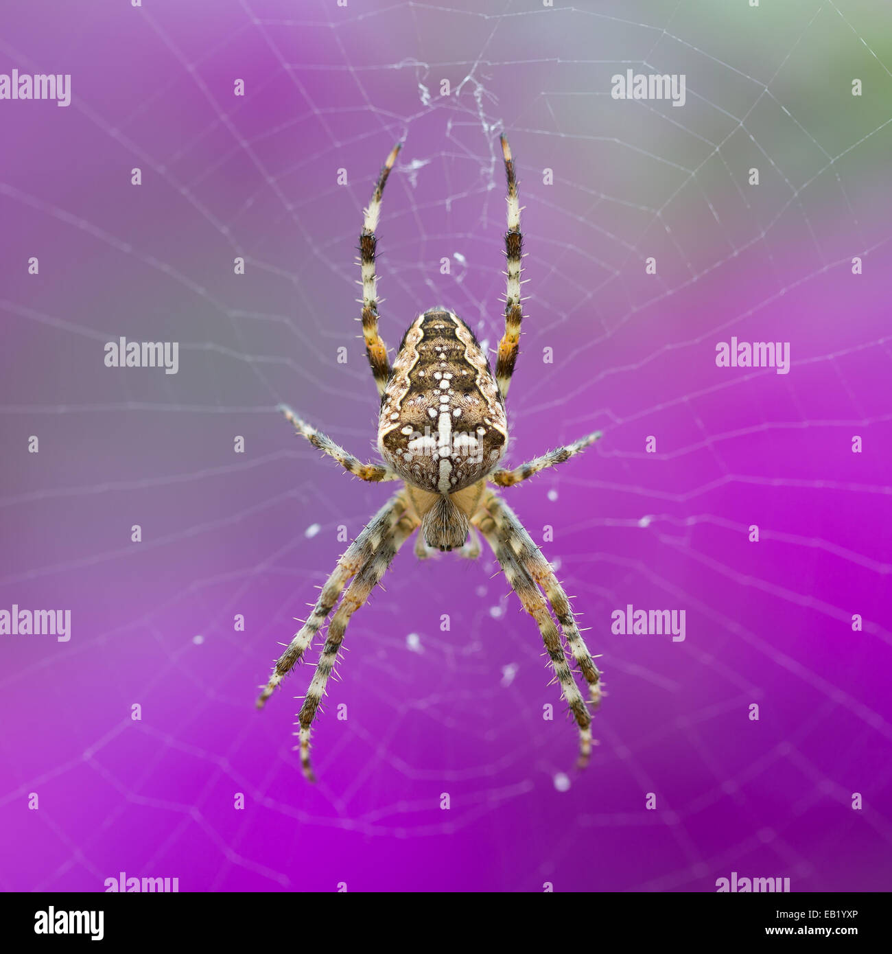 Primo piano di un giardino europeo Spider (Araneus Diadematus) a uno sfondo viola Foto Stock