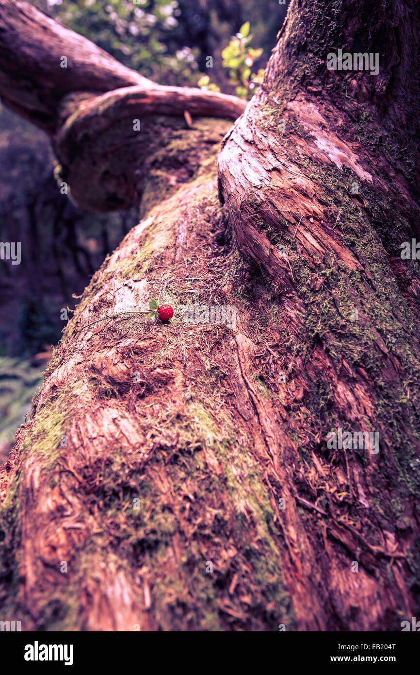 Alloro albero nella foresta di Fanal sull' isola di Madeira, Portogallo Foto Stock