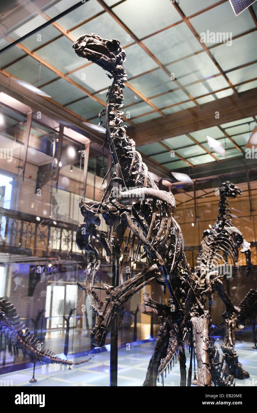 I dinosauri in modelli di scheletro interno museo di scienza naturale Foto Stock
