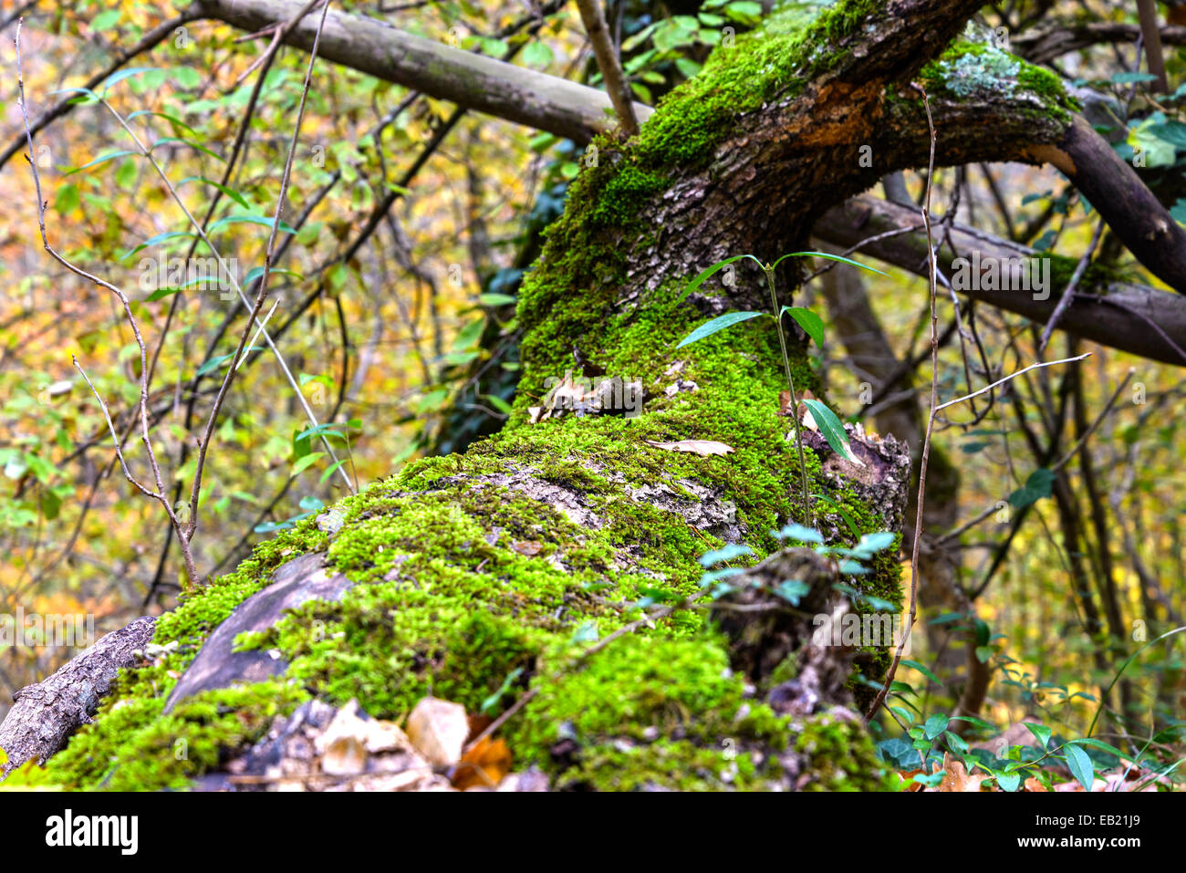 Il muschio sul tronco di albero Foto Stock