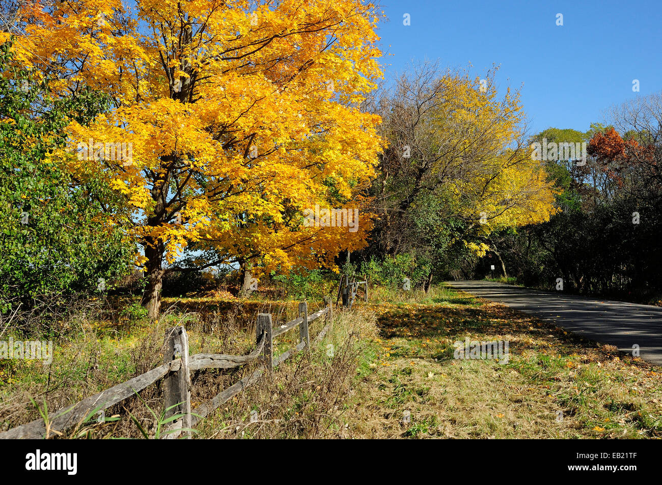 Fogliame di autunno Foto Stock