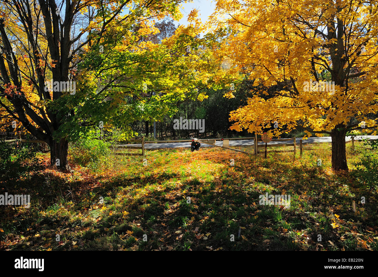 Fogliame di autunno Foto Stock